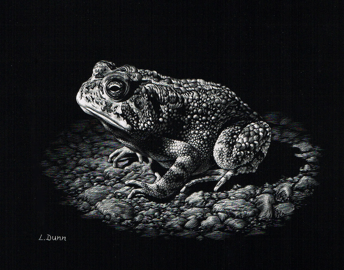 Scratchboard.org  Scratchboard art lessons, Scratchboard, Scratchboard art